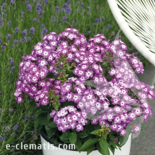 Phlox paniculata FLAME PRO SOFT PURPLE 1.webp