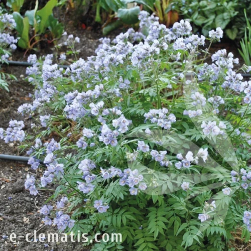 Polemonium reptans Heaven Scent.webp
