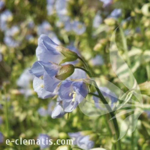 Polemonium reptans Stairway to Heaven.webp