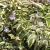 Polemonium reptans Stairway to Heaven 1.webp