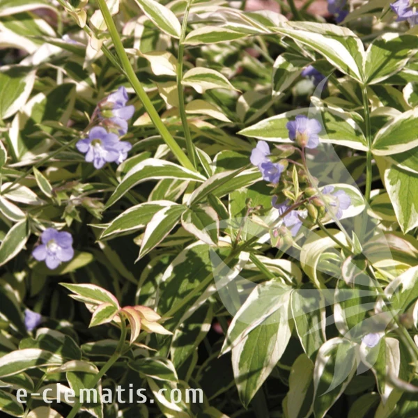 Polemonium reptans Stairway to Heaven 1.webp