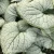 Brunnera macrophylla Silver Heart.webp