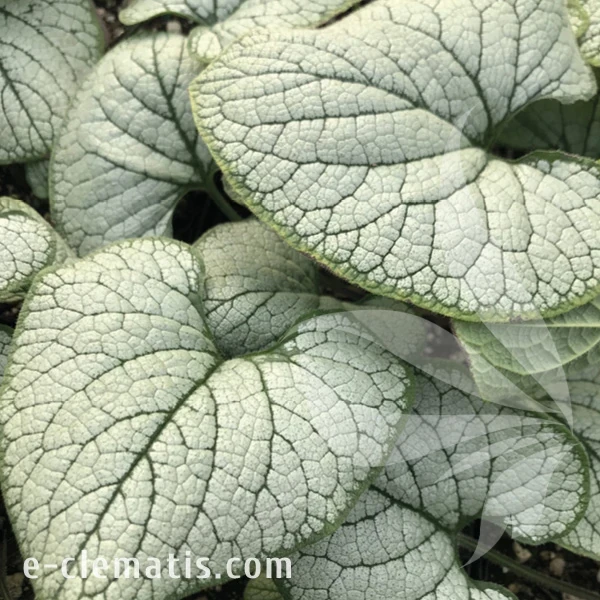 Brunnera macrophylla Silver Heart.webp