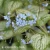 Brunnera macrophylla Silver Heart 1.webp