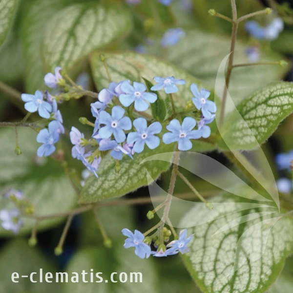 Brunnera macrophylla Silver Heart 1.webp