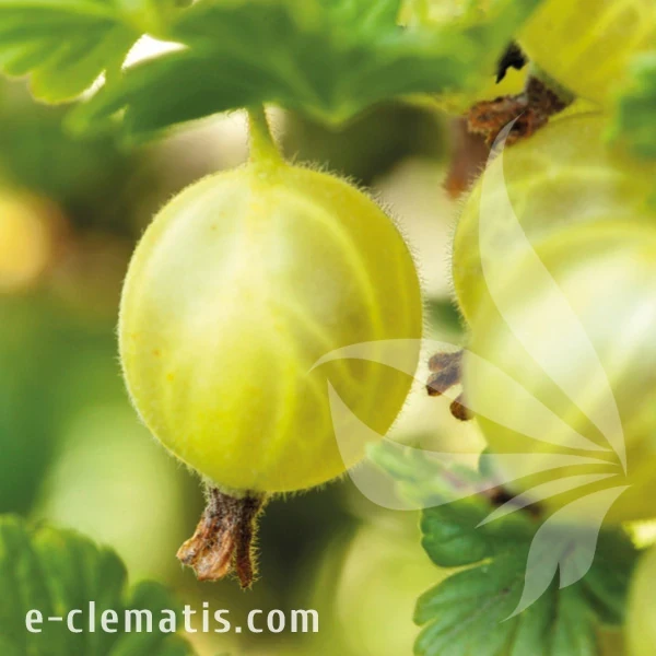 Ribes uva-crispa Hinnonmaki Gul.webp