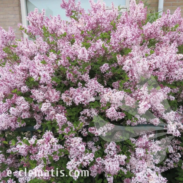Syringa microphylla Superba.webp