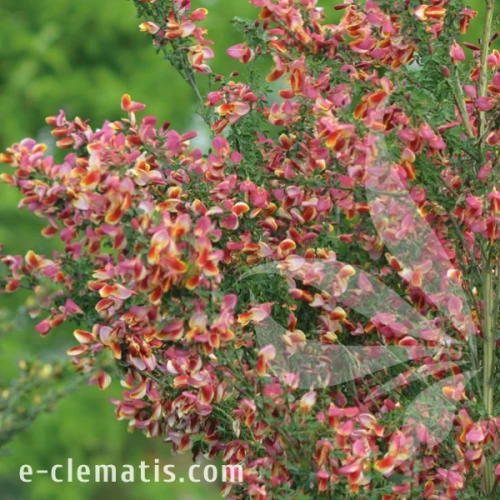 Cytisus Maria Burkwood 2.webp