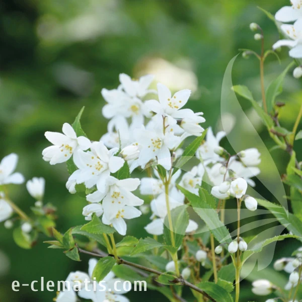 Deutzia gracilis Nikko.webp