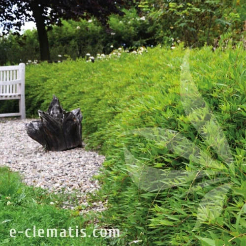 Deutzia gracilis Nikko 1.webp