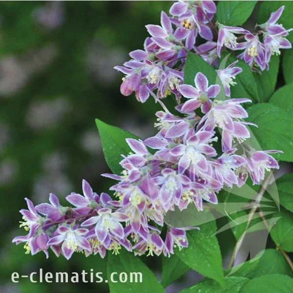 Deutzia hybrida Magicien.webp