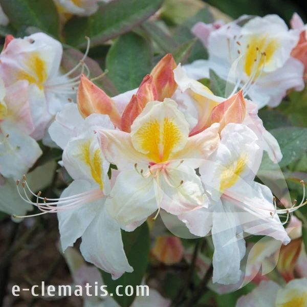 Rhododendron Arima.webp