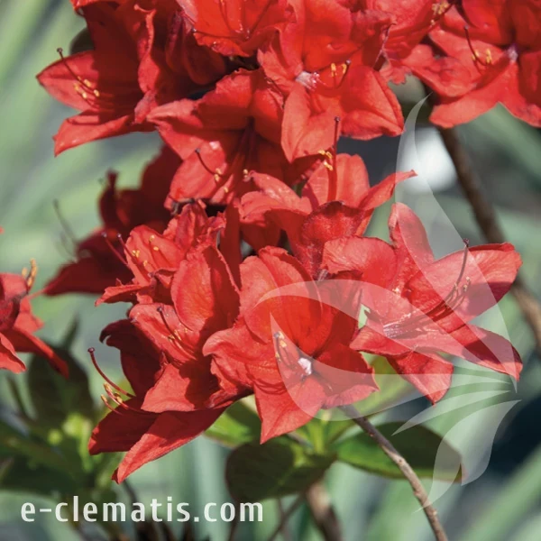 Rhododendron Nabucco.webp
