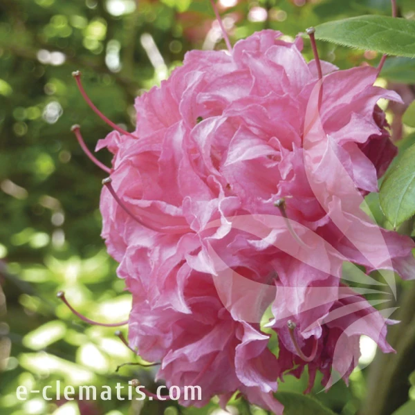 Rhododendron Homebush.webp