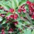 Weigela Red Prince.webp