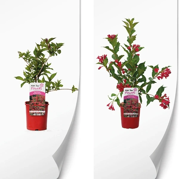 Weigela Red Prince 3.webp