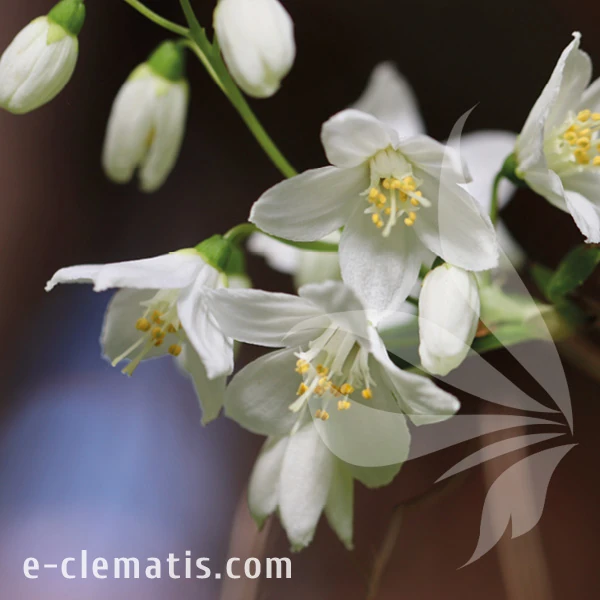 Deutzia gracilis.webp