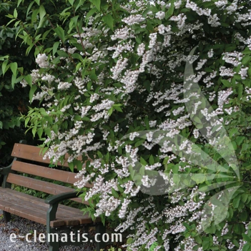 Deutzia crenata Pride of Rochester 1.webp