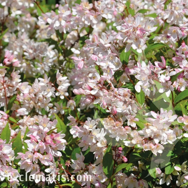 Deutzia purpurescens Kalmiiflora.webp