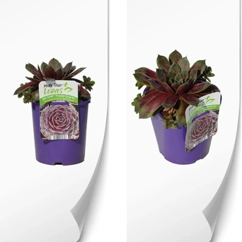 Sempervivum BIG SAM Purple Quartz 2.webp