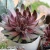 Sempervivum BIG SAM Ruby Star 1.webp