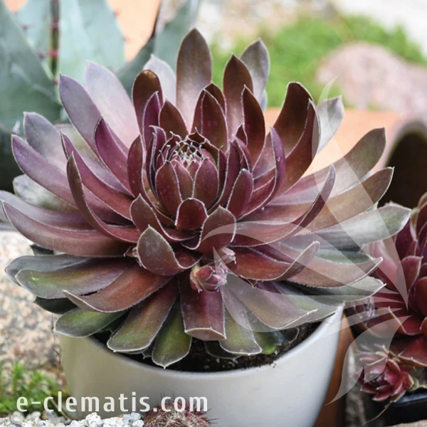 Sempervivum BIG SAM Ruby Star 1.webp