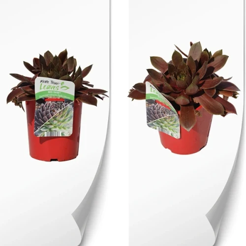 Sempervivum BIG SAM Ruby Star 2.webp