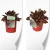 Sempervivum BIG SAM Ruby Star 2.webp
