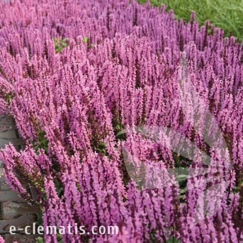 Salvia Midnight Rose 2.webp