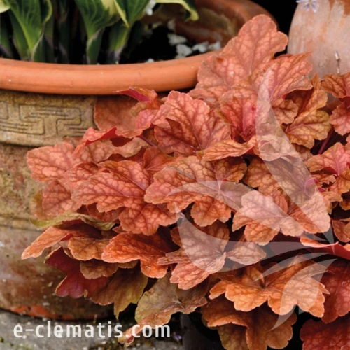 Heuchera WORLD CAFFE Arabica 1.webp