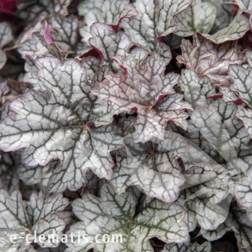 Heuchera WORLD CAFFE Corretto.webp