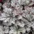Heuchera WORLD CAFFE Corretto.webp