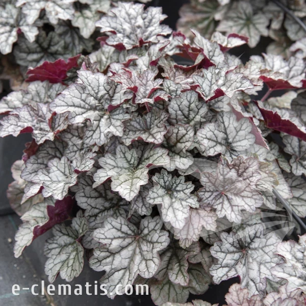 Heuchera WORLD CAFFE Corretto 1.webp
