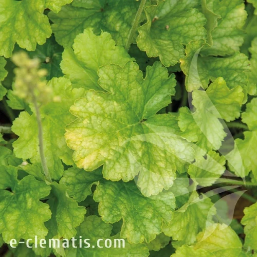 Heuchera WORLD CAFFE Lime Americano.webp