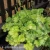Heuchera WORLD CAFFE Lime Americano 1.webp
