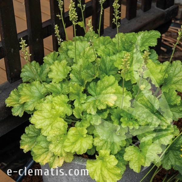 Heuchera WORLD CAFFE Lime Americano 1.webp