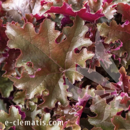 Heuchera WORLD CAFFE Lungo.webp