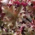 Heuchera WORLD CAFFE Lungo.webp
