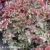 Heuchera WORLD CAFFE Lungo 1.webp