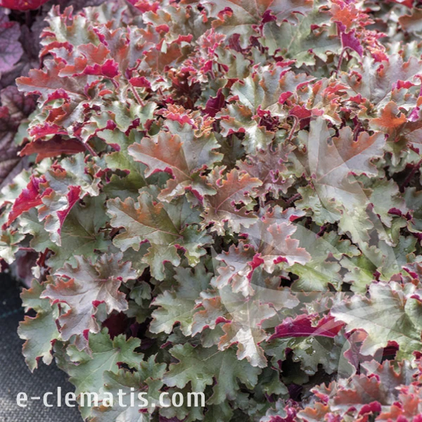 Heuchera WORLD CAFFE Lungo 1.webp