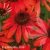 Echinacea Red Paerl.webp
