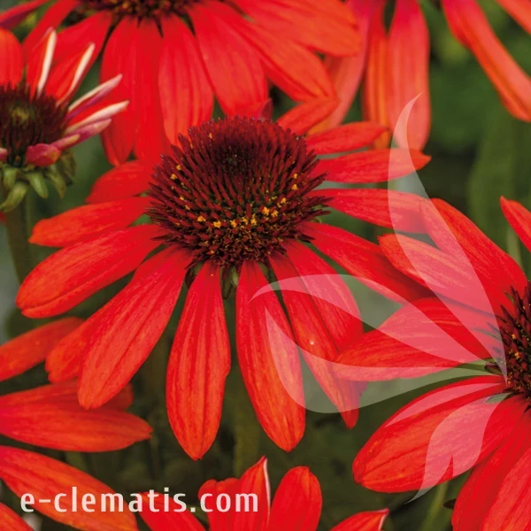 Echinacea Red Paerl.webp