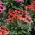 Echinacea Red Paerl 1.webp