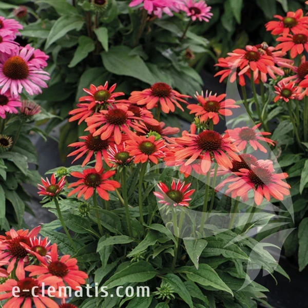Echinacea Red Paerl 1.webp