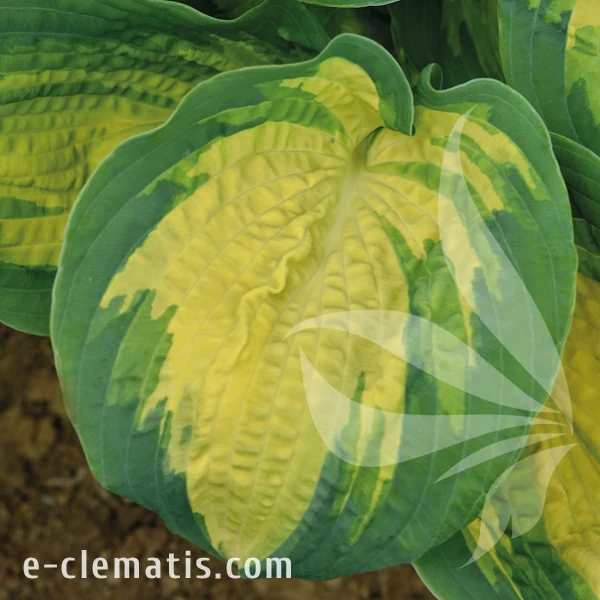 Hosta Great Expectations.webp