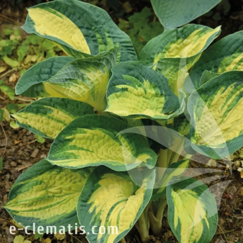 Hosta Great Expectations 1.webp