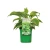 Hosta produkt.webp