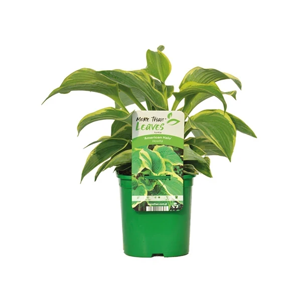 Hosta produkt.webp