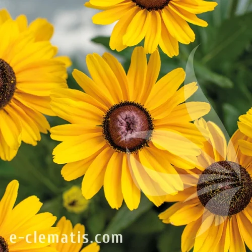 Rudbeckia SMILEY Z Divine 1.webp