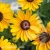 Rudbeckia SMILEY Z Divine 1.webp